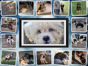Aantal van onze geadopteerde honden *nieuwe foto’s